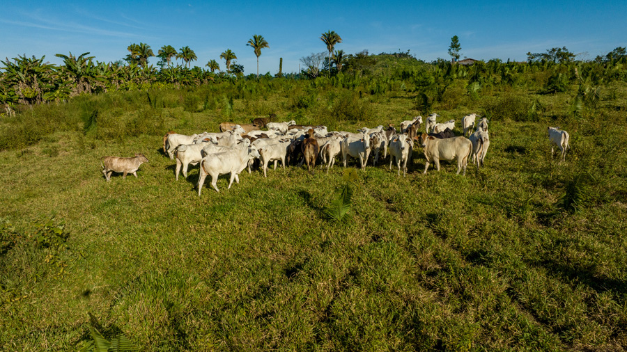 diversas vacas reunidas em um pasto