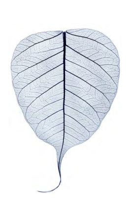 uma folha transparente