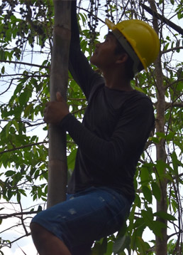 um homem com capacete amarelo escalando uma árvore